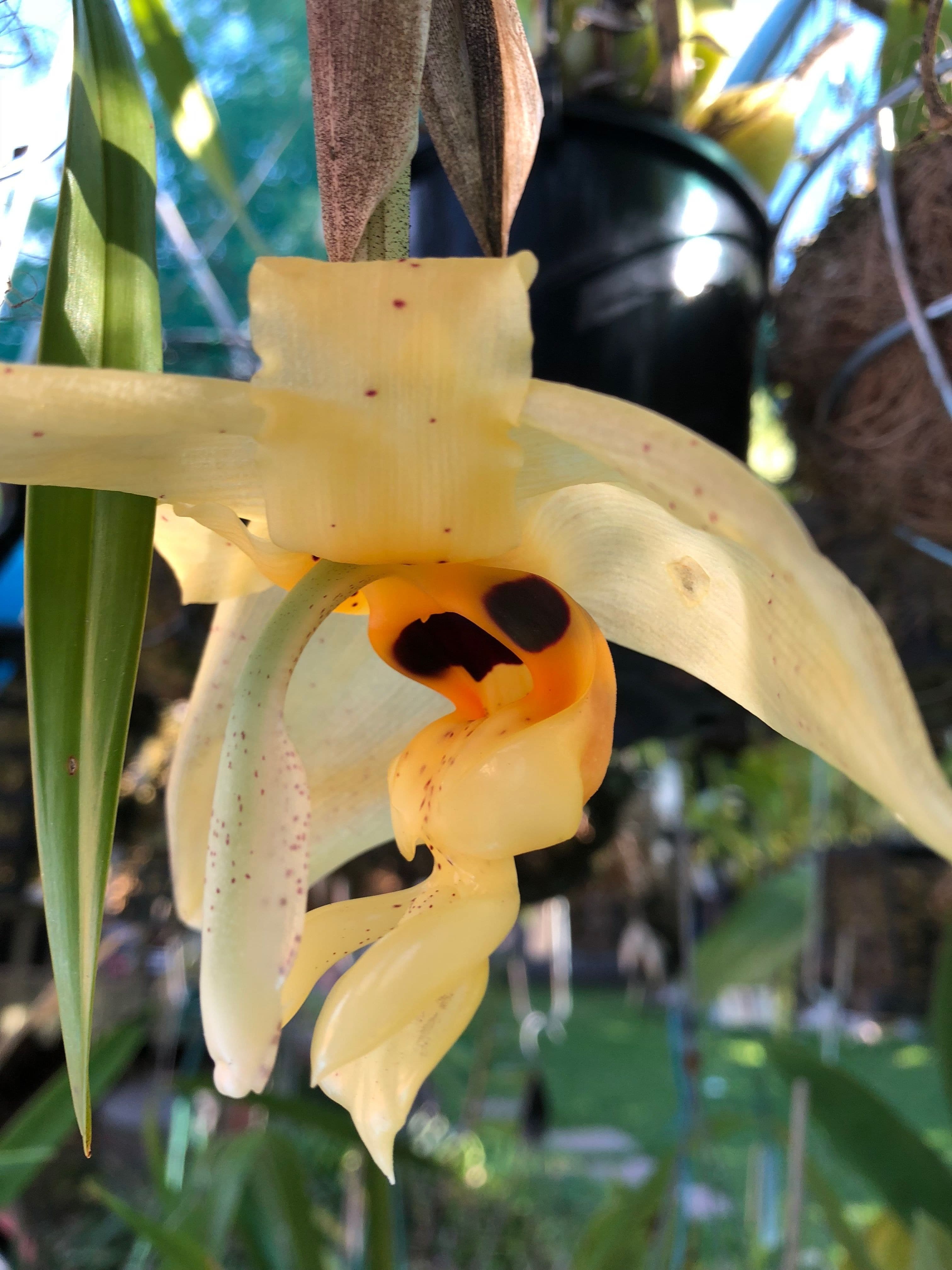 Stanhopea nigripes